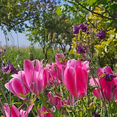 Lejlighed Pabst - Dittmann