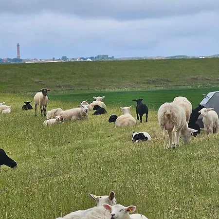 Pabst - Dittmann Dornum